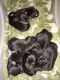 Miniature Pinscher Puppies for sale in Grandville, MI, USA. price: $800