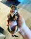 Miniature Pinscher Puppies for sale in Santa Rosa, CA, USA. price: NA