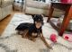 Miniature Pinscher Puppies for sale in Bloomingdale, IL 60108, USA. price: $200