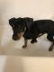 Miniature Pinscher Puppies for sale in Chowchilla, CA 93610, USA. price: NA