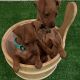 Miniature Pinscher Puppies for sale in Philadelphia, PA 19111, USA. price: $650