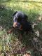 Miniature Pinscher Puppies for sale in Zion, IL 60099, USA. price: NA