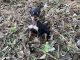 Miniature Pinscher Puppies for sale in 100 Main St, Smithville, OK 74957, USA. price: $600