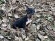 Miniature Pinscher Puppies for sale in 100 Main St, Smithville, OK 74957, USA. price: NA