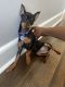 Miniature Pinscher Puppies for sale in Newark, NJ, USA. price: NA