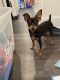 Miniature Pinscher Puppies for sale in Philadelphia, PA, USA. price: $1,200