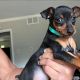 Miniature Pinscher Puppies for sale in Philadelphia, PA 19111, USA. price: $2,000