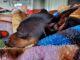 Miniature Pinscher Puppies for sale in Colorado Springs, CO 80916, USA. price: $600