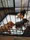 Miniature Pinscher Puppies for sale in Clovis, CA, USA. price: $850