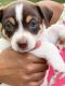 Miniature Pinscher Puppies for sale in Deltona, FL, USA. price: $200