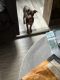 Miniature Pinscher Puppies for sale in Boring, OR 97009, USA. price: NA