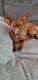 Miniature Pinscher Puppies for sale in Fort Mohave, AZ, USA. price: $350