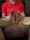 Miniature Pinscher Puppies for sale in Guntown, MS 38849, USA. price: $700