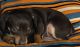Miniature Pinscher Puppies for sale in Sacramento, CA 95820, USA. price: $600