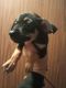 Miniature Pinscher Puppies for sale in Kissimmee, FL, USA. price: NA