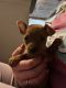 Miniature Pinscher Puppies for sale in Salem, NJ, USA. price: $850