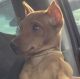 Miniature Pinscher Puppies for sale in Woodbury, NJ, USA. price: $750