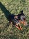 Miniature Pinscher Puppies for sale in York, PA 17315, USA. price: NA
