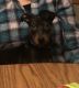 Miniature Pinscher Puppies for sale in Stoughton, WI 53589, USA. price: $300
