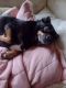 Miniature Pinscher Puppies for sale in Davenport, IA, USA. price: NA