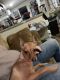 Miniature Pinscher Puppies for sale in Tuskahoma, OK 74536, USA. price: NA