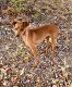 Miniature Pinscher Puppies for sale in Hurley, MS 39562, USA. price: NA