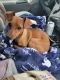 Miniature Pinscher Puppies for sale in Hagerstown, IN 47346, USA. price: NA