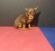 Miniature Pinscher Puppies for sale in Bedford, NH 03110, USA. price: $400