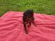 Miniature Pinscher Puppies for sale in Leland, NC, USA. price: $1,000