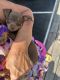 Miniature Pinscher Puppies for sale in St Mary, MO 63673, USA. price: $750