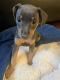 Miniature Pinscher Puppies for sale in Baltimore, MD, USA. price: $1,500