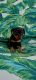 Miniature Pinscher Puppies for sale in Three Rivers, MI 49093, USA. price: $575