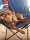 Miniature Pinscher Puppies for sale in Englewood, OH, USA. price: $150