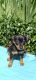 Miniature Pinscher Puppies for sale in Three Rivers, MI 49093, USA. price: $475