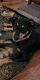 Miniature Pinscher Puppies for sale in Concord, NC, USA. price: NA