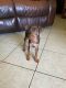 Miniature Pinscher Puppies for sale in Boring, OR 97009, USA. price: $700