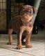 Miniature Pinscher Puppies for sale in Yacolt, WA 98675, USA. price: NA