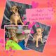 Miniature Pinscher Puppies for sale in Copperas Cove, TX, USA. price: $500