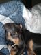 Miniature Pinscher Puppies for sale in North Las Vegas, NV, USA. price: $800
