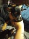 Miniature Pinscher Puppies for sale in 29 Bush Rd, Fredonia, PA 16124, USA. price: $400