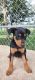 Miniature Pinscher Puppies for sale in Estherville, IA 51334, USA. price: $500