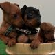 Miniature Pinscher Puppies for sale in Thorofare, West Deptford, NJ, USA. price: $1,350