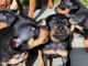 Miniature Pinscher Puppies for sale in Westminster, CO, USA. price: $975