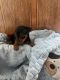 Miniature Pinscher Puppies for sale in Woodbury, NJ, USA. price: $850