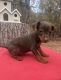 Miniature Pinscher Puppies for sale in Pontotoc, MS 38863, USA. price: $250