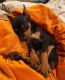 Miniature Pinscher Puppies for sale in Albany, Georgia. price: $800
