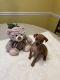 Miniature Pinscher Puppies for sale in Woodbridge, VA 22193, USA. price: $800