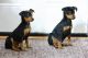 Miniature Pinscher Puppies for sale in Dallas, Texas. price: $517