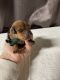 Miniature Pinscher Puppies