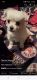 Miniature Pinscher Puppies for sale in Molalla, Oregon. price: NA